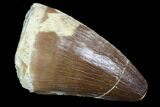 Mosasaur (Prognathodon) Tooth - Morocco #101072-1